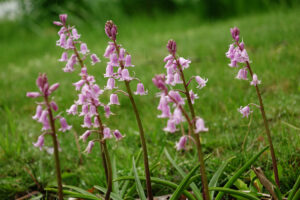 West Virginia Botanic Garden celebration to feature music, art, springtime activities